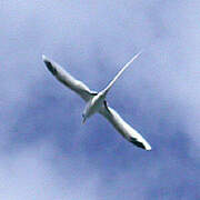 White-tailed Tropicbird