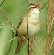 Sedge Warbler