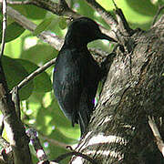 Guadeloupe Woodpecker