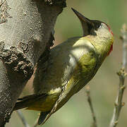 Levaillant's Woodpecker