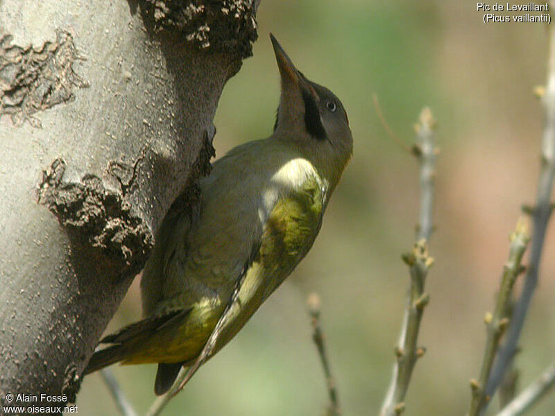 Levaillant's Woodpecker