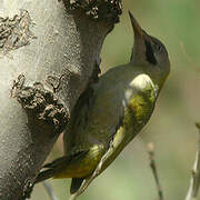 Levaillant's Woodpecker