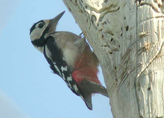 Great Spotted Woodpecker