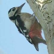 Great Spotted Woodpecker