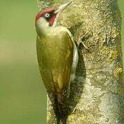 European Green Woodpecker