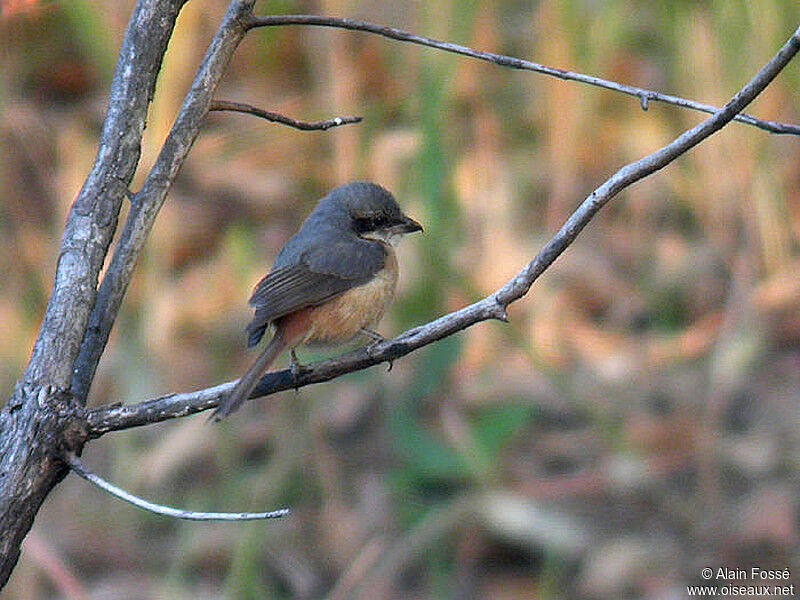 Grey-backed Shrikeadult