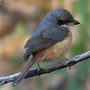 Grey-backed Shrike