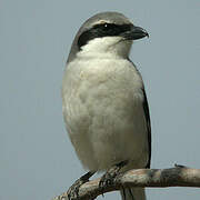 Iberian Grey Shrike