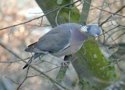 Pigeon ramier