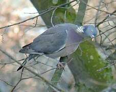 Common Wood Pigeon