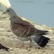 Speckled Pigeon