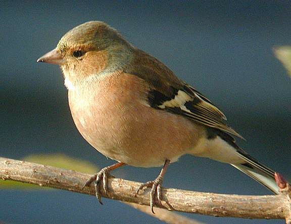 Common Chaffinch