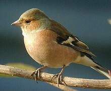 Eurasian Chaffinch