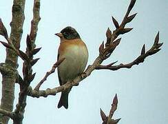 Brambling