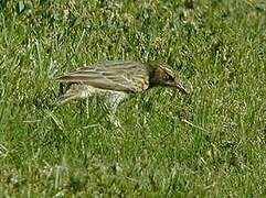 Red-throated Pipit