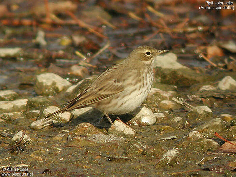 Water Pipit