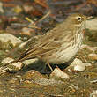 Pipit spioncelle