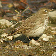 Water Pipit