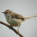 Prinia gracile