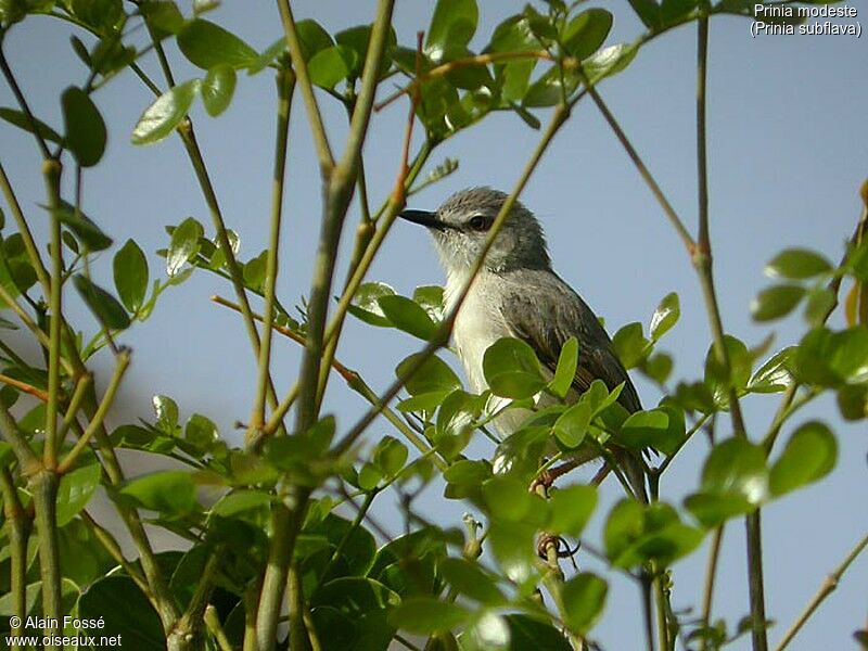 Tawny-flanked Prinia