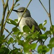 Prinia modeste