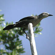 Carib Grackle