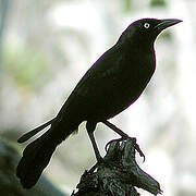 Carib Grackle