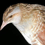 Corn Crake