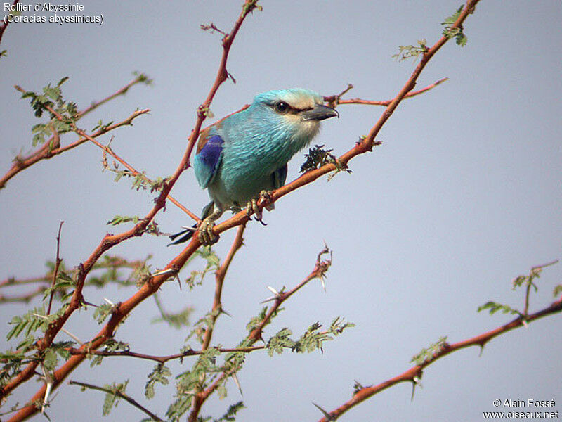 Abyssinian Roller