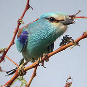 Abyssinian Roller