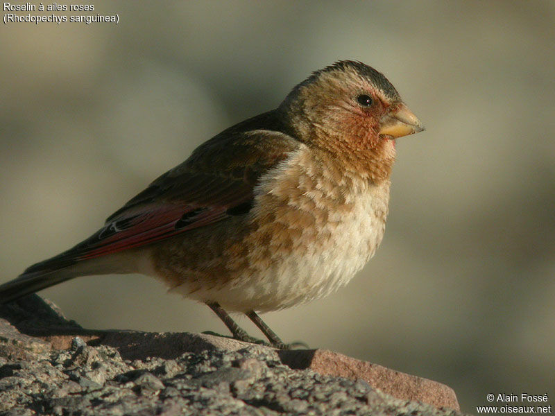 Asian Crimson-winged Finch