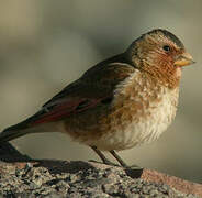 Asian Crimson-winged Finch