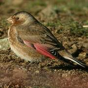 Asian Crimson-winged Finch