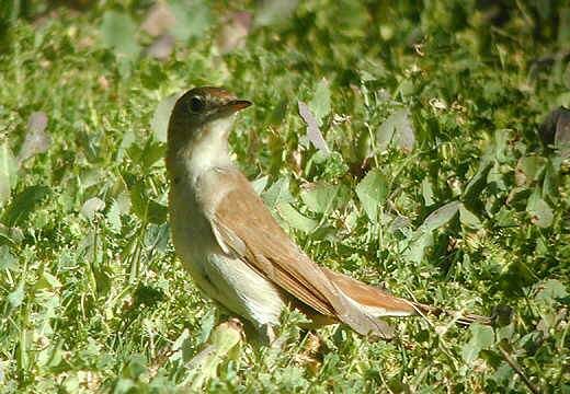 Common Nightingale