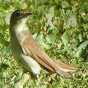 Common Nightingale