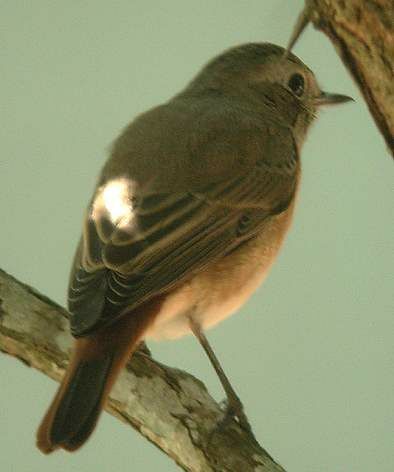 Common Redstart