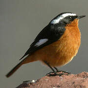 Moussier's Redstart