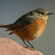 Moussier's Redstart