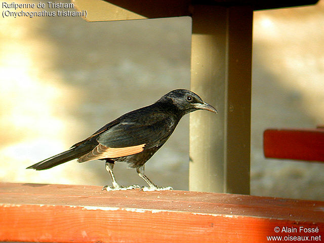 Tristram's Starling