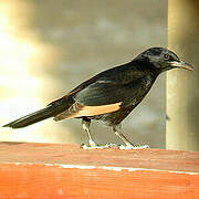 Tristram's Starling