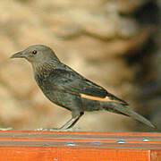 Tristram's Starling