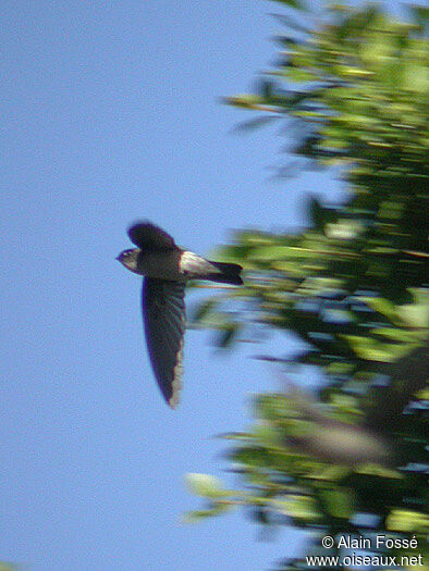 Mascarene Swiftlet