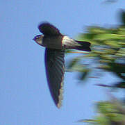 Mascarene Swiftlet