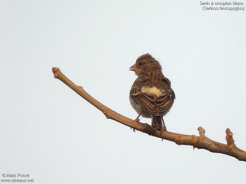 Serin à croupion blanc