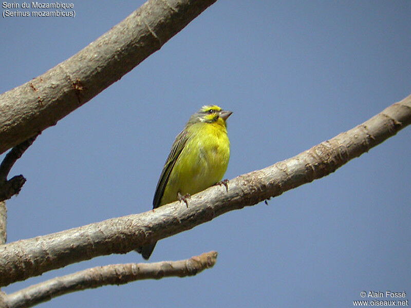 Serin du Mozambique