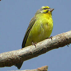 Serin du Mozambique