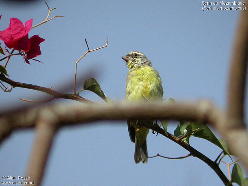 Serin du Mozambique