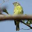 Serin du Mozambique