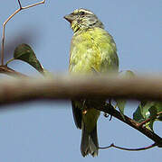 Yellow-fronted Canary