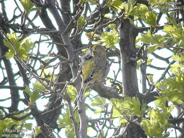 Serin syriaque